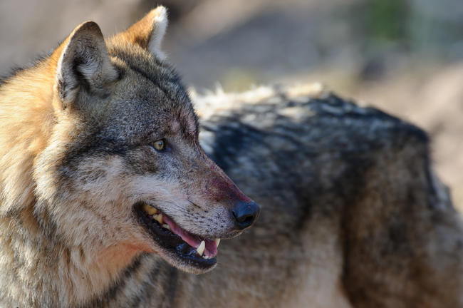 Mit etwa 35 Prozent Zuwachs jährlich breitet sich der Wolf in Deutschland aus.
