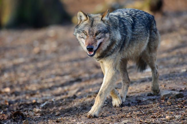 Alle Bundesländer müssten jetzt in Wolfsverordnungen eine aktive Regulierung des Bestandes ermöglichen.