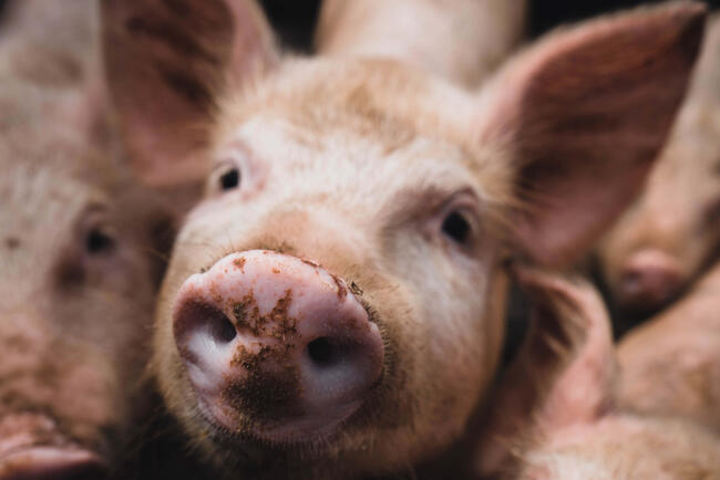 Schweinemastbetrieb im Landkreis Vorpommern-Greifswald von ASP betroffen.