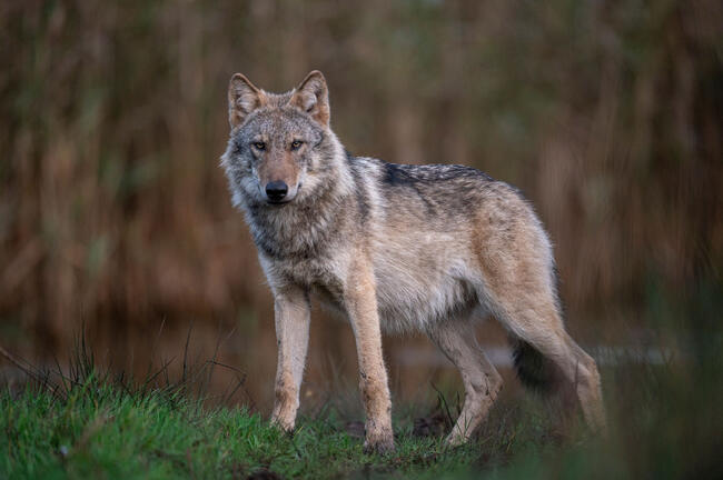 DBV und DJV fordern von Bundesumweltministerium die Offenlegung aller Wolfsdaten.