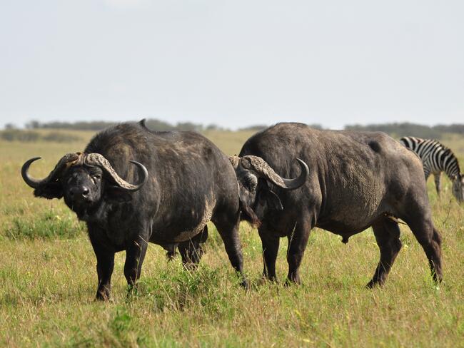 Importverbote für Jagdtrophäen – hier Kaffernbüffel – fallen ausschließlich in die Zuständigkeit der EU.