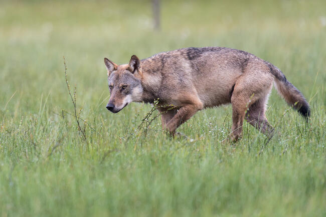 Günstiger Erhaltungszustand: Aktuelle Wolfsdaten müssen berücksichtigt werden.