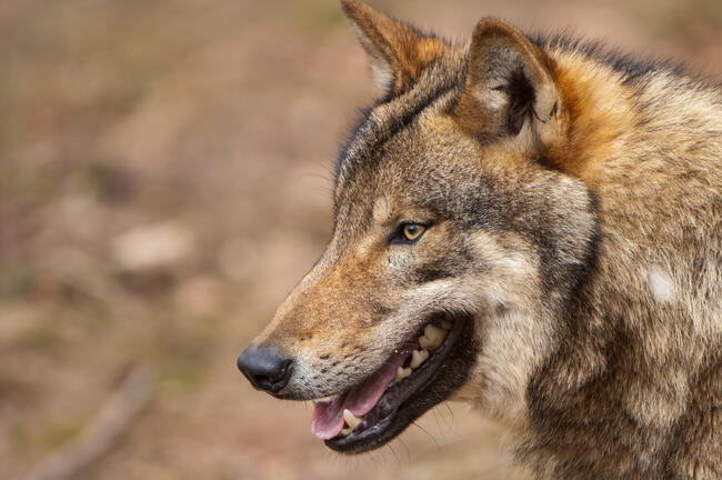 Wolfsattacke auf Jagdhund, Haus- oder Nutztier: klare Notstandsregelung ist notwendig.