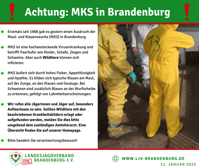 MKS betrifft insbesondere Paarhufer wie Rinder, Schafe, Ziegen und Schweine. Auch Wildtiere können infiziert werden.