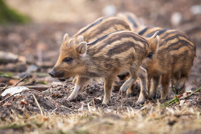 Hund an die Leine nehmen: Wildschweinmütter verteidigen ihren Nachwuchs vehement.