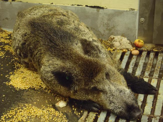 Die Afrikanische Schweinepest (ASP) ist eine Tierseuche, von der Haus- und Wildschweine betroffen sind.
