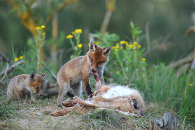 In den letzten 30 Jahren hat sich die Fuchspopulation in Deutschland verdreifacht