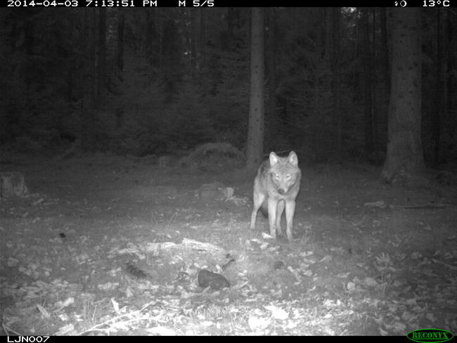 Wildkameraaufnahme Wolf bei Nacht
