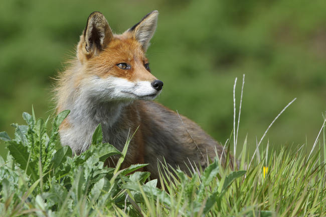 Der DJV hält die Fuchsjagd aus Artenschutzgründen für sinnvoll.