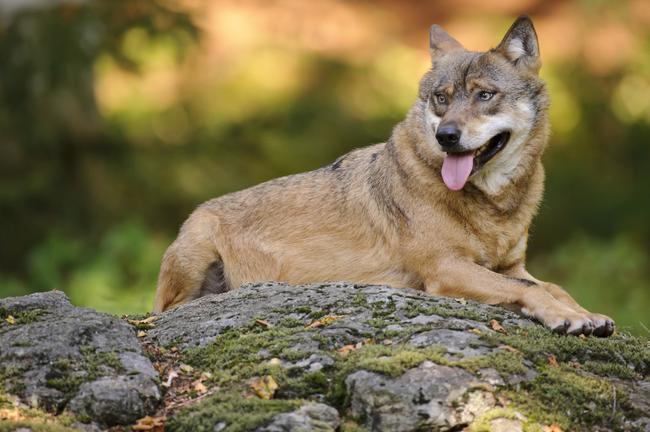Anfang 2018 soll der Bund praxistaugliche Vergrämungsmaßnahmen für den Wolf veröffentlichen. 