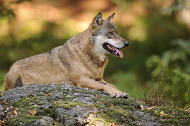 Laut DWV e.V. gibt es derzeit 71 Wolfshaltungen in Deutschland