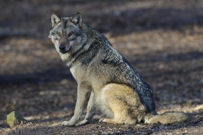 Laut Referentenentwurf sollen Wölfe und Wolfshybriden künftig unter erleichterten Voraussetzungen entnommen werden dürfen.