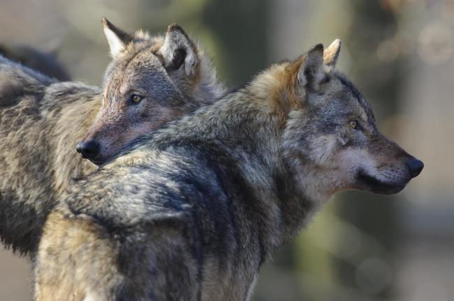 In Deutschland hat der Wolf eine Zuwachsrate von 36 Prozent jährlich.
