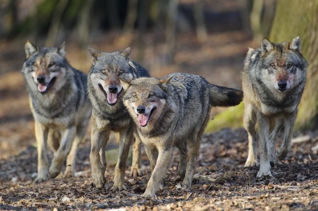 In Niedersachsen gibt es nach Angaben des Umweltministeriums vom Oktober 20 Wolfsrudel mit insgesamt 170 bis 180 Tieren.