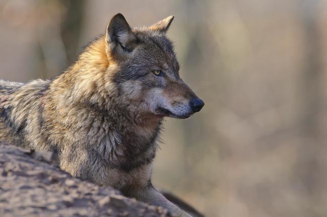 Ein Wolf, der Jagdhunde im Einsatz angegriffen hat, wurde von einem Jäger getötet.