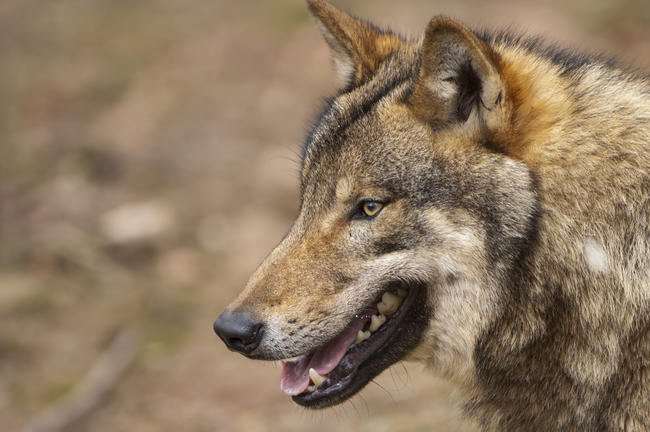 Vergangenen Samstag soll ein Wolf Jagdhunde während der Jagd attackiert haben.