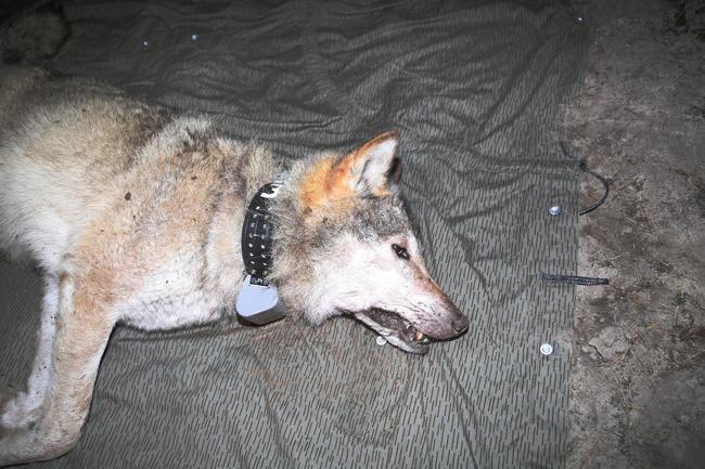Wolfsrüde "Torben" mit GPS-Halsband