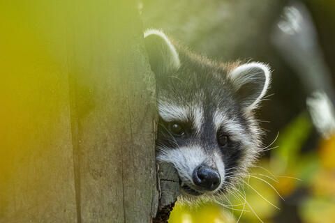 Waschbär