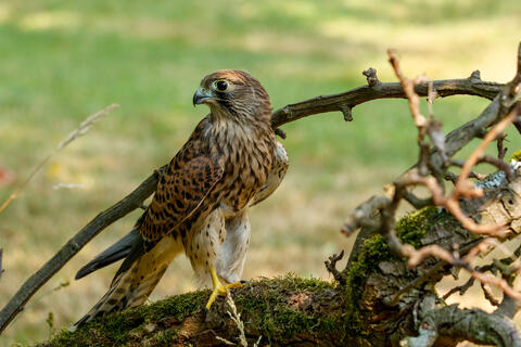 Turmfalke im Profil