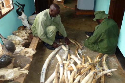 beschlagnahmtes Elfenbein Tansania