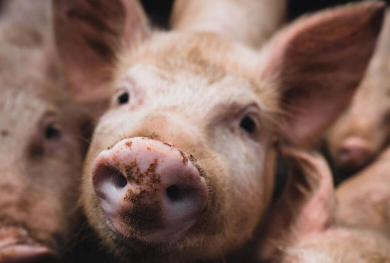 Schweinemastbetrieb im Landkreis Vorpommern-Greifswald von ASP betroffen.