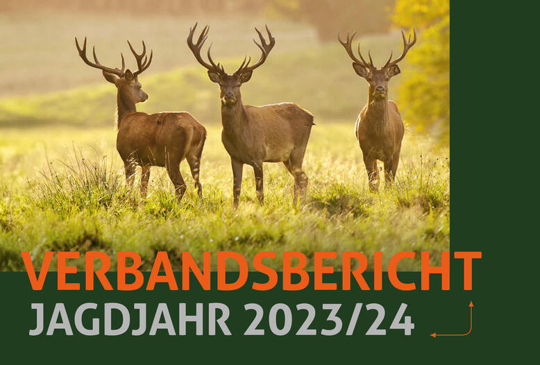 Der DJV hat jetzt seinen Verbandsbericht für das Jagdjahr 2023/24 (1. April bis 31. März) veröffentlicht.