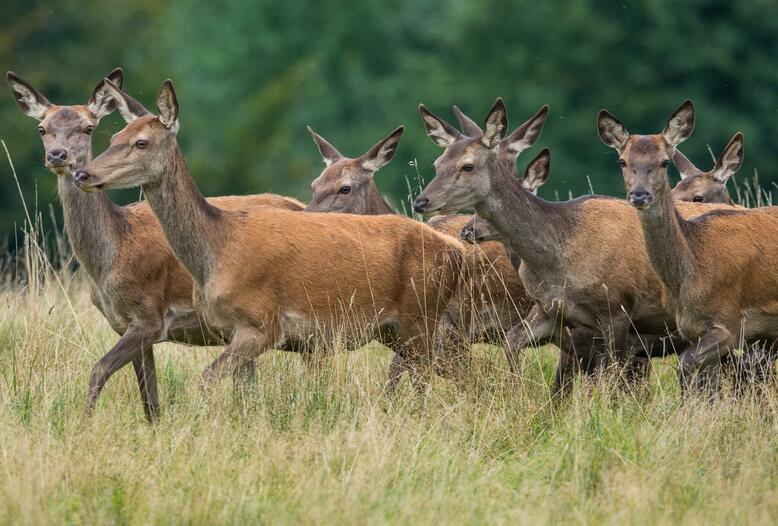 WÖRP als Lösungsansatz für Wildtier-Mensch-Nutzungskonflikte.