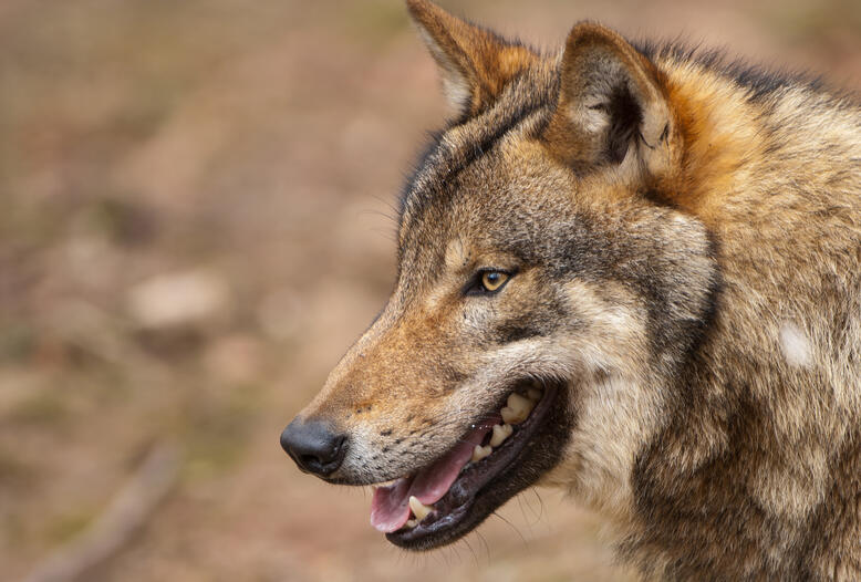 Wolfsattacke auf Jagdhund, Haus- oder Nutztier: klare Notstandsregelung ist notwendig.