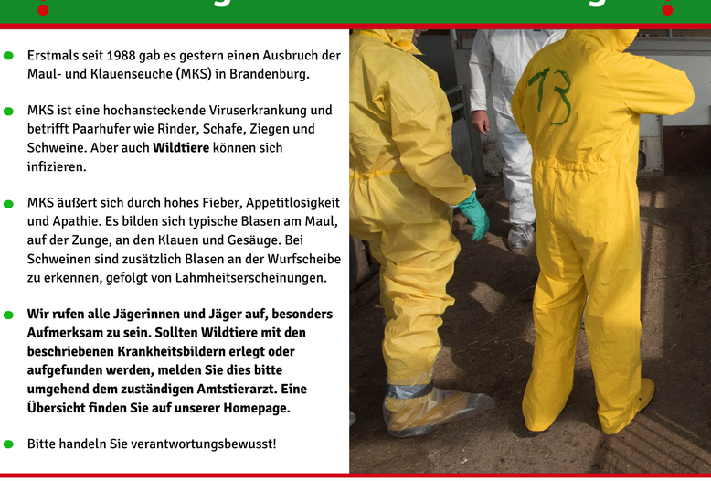 MKS betrifft insbesondere Paarhufer wie Rinder, Schafe, Ziegen und Schweine. Auch Wildtiere können infiziert werden.