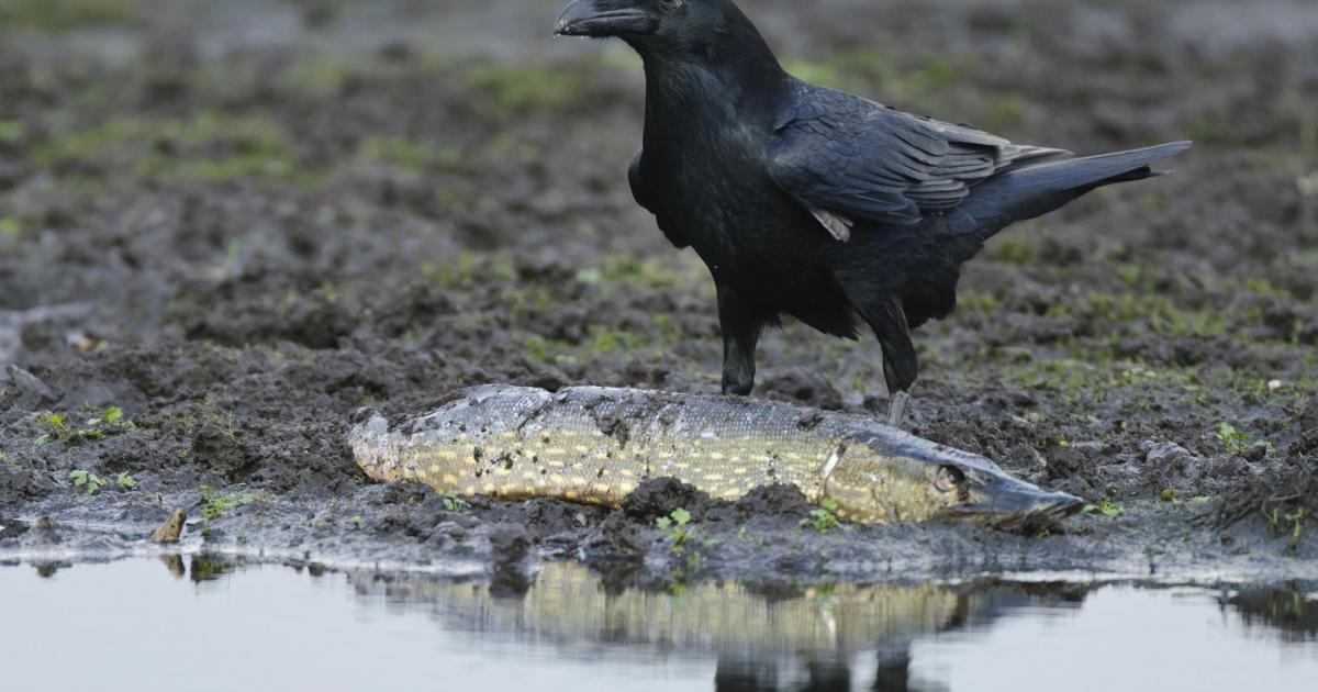 Kolkrabe Corvus Corax Deutscher Jagdverband