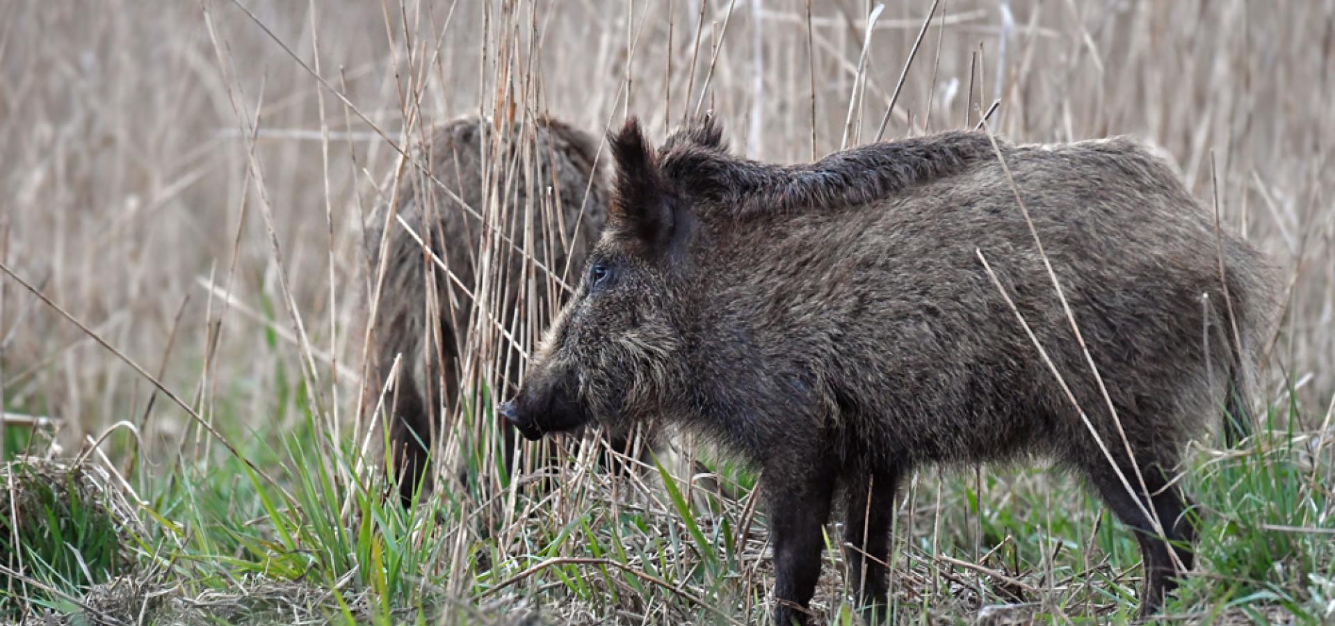 Afrikanische Schweinepest Deutscher Jagdverband