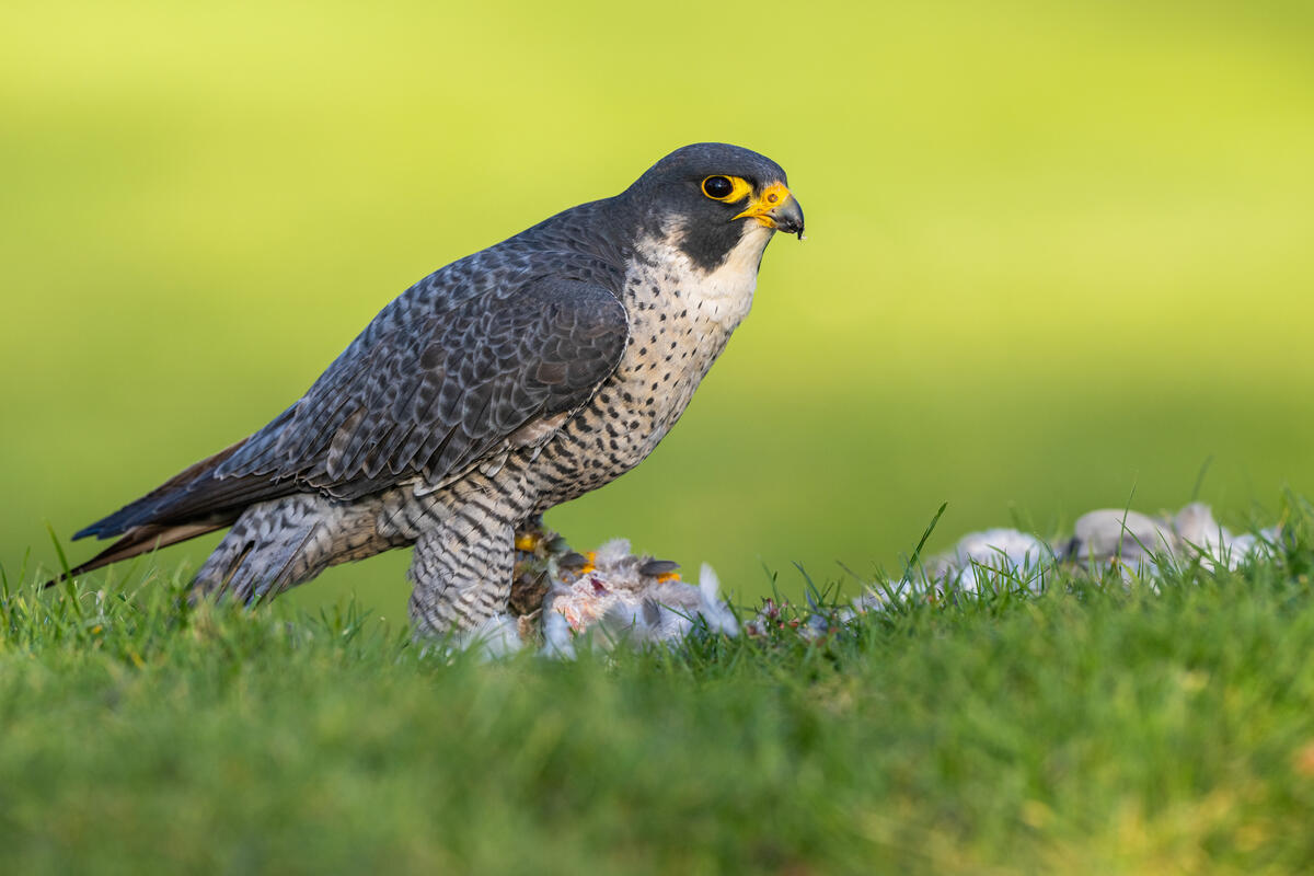 Wanderfalke (Falco Peregrinus) | Deutscher Jagdverband