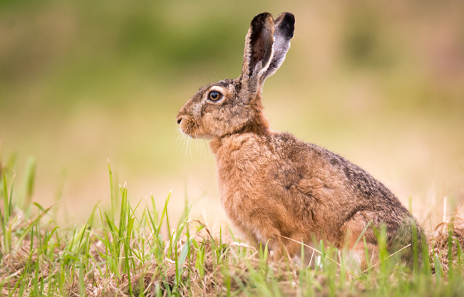 Niederwild auf Acker; Wildacker neben Landwirtschaft