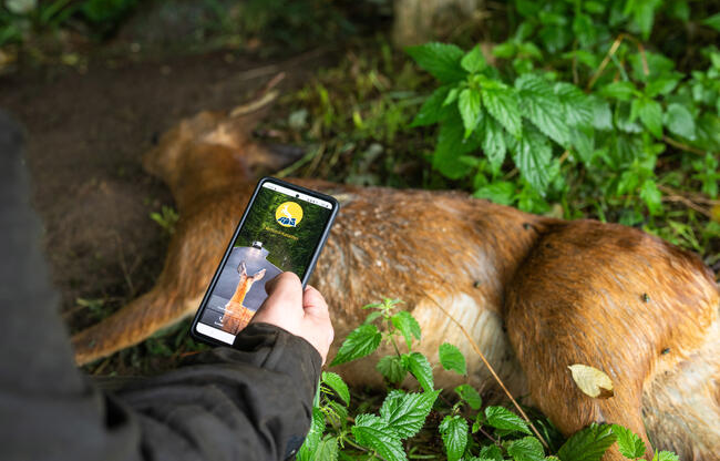 Niederwild auf Acker; Wildacker neben Landwirtschaft