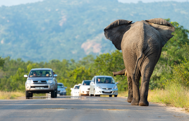 Internationales Wild, am besten Afrika